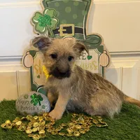 ACA Chexx, a male Cairn Terrier for sale in Lawton, OK – Photo 1 of 5