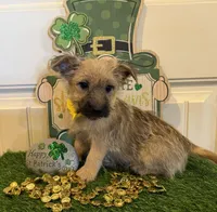 ACA Chexx, a male Cairn Terrier for sale in Lawton, OK – Photo 1 of 5