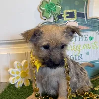 ACA Chexx, a male Cairn Terrier for sale in Lawton, OK – Photo 2 of 5