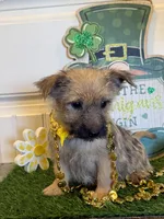 ACA Chexx, a male Cairn Terrier for sale in Lawton, OK – Photo 2 of 5