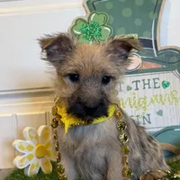 ACA Chexx, a male Cairn Terrier for sale in Lawton, OK – Photo 3 of 5