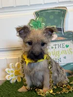 ACA Chexx, a male Cairn Terrier for sale in Lawton, OK – Photo 3 of 5