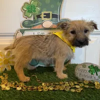 ACA Chexx, a male Cairn Terrier for sale in Lawton, OK – Photo 4 of 5