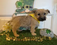 ACA Chexx, a male Cairn Terrier for sale in Lawton, OK – Photo 4 of 5