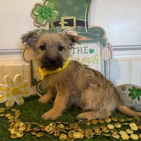 ACA Chexx, a male Cairn Terrier for sale in Lawton, OK – Photo 5 of 5