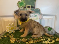 ACA Chexx, a male Cairn Terrier for sale in Lawton, OK – Photo 5 of 5