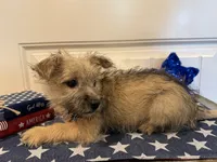 ACA Daisy, a female Cairn Terrier for sale in Lawton, OK – 6 of 6