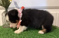 Rocker, a male Pembroke Welsh Corgi and Miniature Australian Shepherd for sale in Lawton, OK – 3 of 6