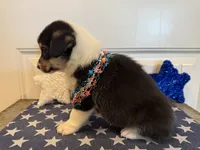 Rocky, a male Pembroke Welsh Corgi and Miniature Australian Shepherd for sale in Lawton, OK – 4 of 8