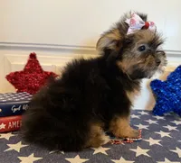Abigail, a female Morkie for sale in Lawton, OK – 5 of 7