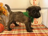 ACA Hunter, a male Cairn Terrier for sale in Lawton, OK – 5 of 6