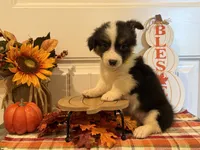 Jayla, a female Pembroke Welsh Corgi and Miniature Australian Shepherd for sale in Lawton, OK – 8 of 8
