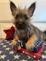 ACA Davie, a male Cairn Terrier for sale in Lawton, OK – 5 of 6
