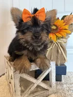 Jaxon, a male Morkie for sale in Lawton, OK – 4 of 7