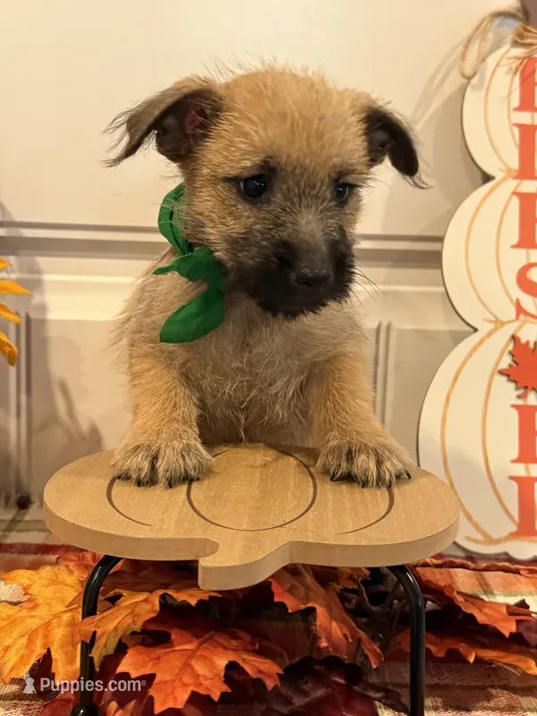 ACA Hutson – Cairn Terrier puppy for sale in Lawton, OK