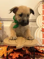 ACA Hutson, a male Cairn Terrier for sale in Lawton, OK – 1 of 5