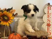 Jorge, a male Pembroke Welsh Corgi and Miniature Australian Shepherd for sale in Lawton, OK – 4 of 6