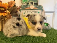 Levi, a male Pembroke Welsh Corgi and Miniature Australian Shepherd for sale in Lawton, OK – Photo 6 of 6