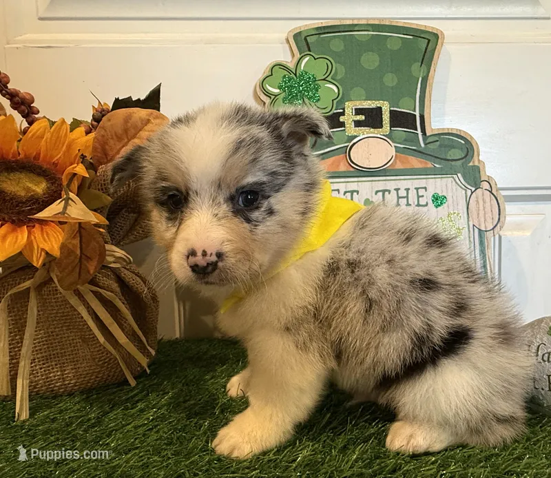 Levi, a male Pembroke Welsh Corgi and Miniature Australian Shepherd for sale in Lawton, OK – Photo 1 of 6