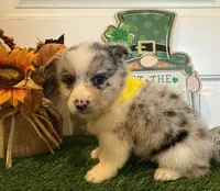 Levi, a male Pembroke Welsh Corgi and Miniature Australian Shepherd for sale in Lawton, OK – Photo 1 of 6