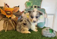 Levi, a male Pembroke Welsh Corgi and Miniature Australian Shepherd for sale in Lawton, OK – Photo 3 of 6