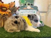 Levi, a male Pembroke Welsh Corgi and Miniature Australian Shepherd for sale in Lawton, OK – Photo 5 of 6