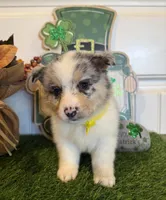 Levi, a male Pembroke Welsh Corgi and Miniature Australian Shepherd for sale in Lawton, OK – Photo 2 of 6