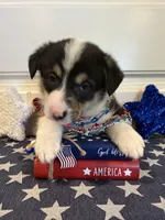 Rocky, a male Pembroke Welsh Corgi and Miniature Australian Shepherd for sale in Lawton, OK – 6 of 8