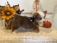 Gabbie, a female Pembroke Welsh Corgi and Miniature Australian Shepherd for sale in Lawton, OK – 5 of 6