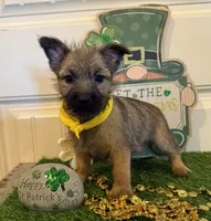 ACA Charm, a female Cairn Terrier for sale in Lawton, OK – Photo 1 of 5