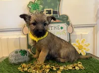 ACA Charm, a female Cairn Terrier for sale in Lawton, OK – Photo 3 of 5