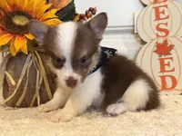 GiGI, a female Pembroke Welsh Corgi and Miniature Australian Shepherd for sale in Lawton, OK – 3 of 7