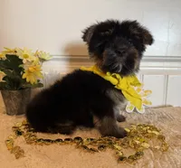Markie, a male Morkie for sale in Lawton, OK – 2 of 9