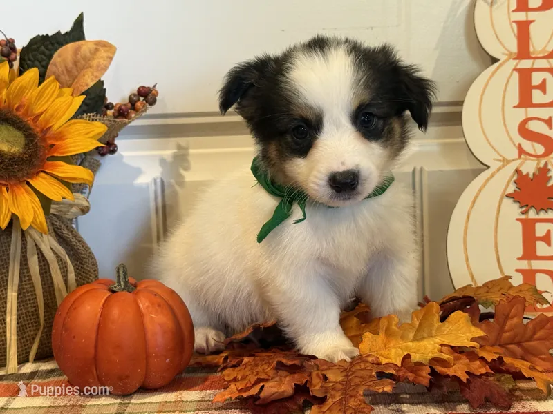 Jorge – Pembroke Welsh Corgi, Miniature Australian Shepherd puppy for sale in Lawton, OK