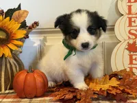 Jorge, a male Pembroke Welsh Corgi and Miniature Australian Shepherd for sale in Lawton, OK – 1 of 6