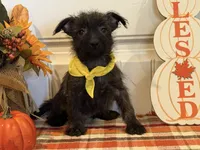 ACA Hailey, a female Cairn Terrier for sale in Lawton, OK – 4 of 8