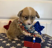 Rachel, a female Pembroke Welsh Corgi and Miniature Australian Shepherd for sale in Lawton, OK – 4 of 7