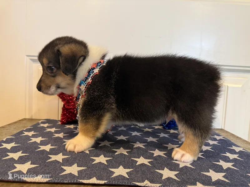 Rocker – Pembroke Welsh Corgi, Miniature Australian Shepherd puppy for sale in Lawton, OK