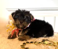 Misty, a female Morkie for sale in Lawton, OK – 3 of 7