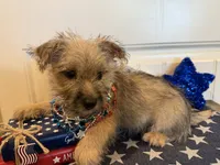 ACA Daisy, a female Cairn Terrier for sale in Lawton, OK – 3 of 6