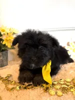 Myles, a male Morkie for sale in Lawton, OK – 2 of 6