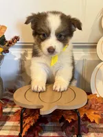 Journee, a female Pembroke Welsh Corgi and Miniature Australian Shepherd for sale in Lawton, OK – 2 of 5