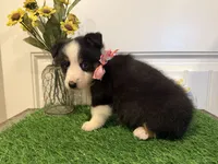 Rocker, a male Pembroke Welsh Corgi and Miniature Australian Shepherd for sale in Lawton, OK – 6 of 6
