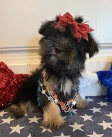 Abbie, a female Morkie for sale in Lawton, OK – 3 of 6