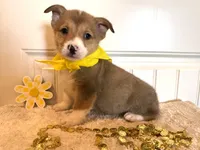 Sam, a male Pembroke Welsh Corgi for sale in Lawton, OK – 7 of 8