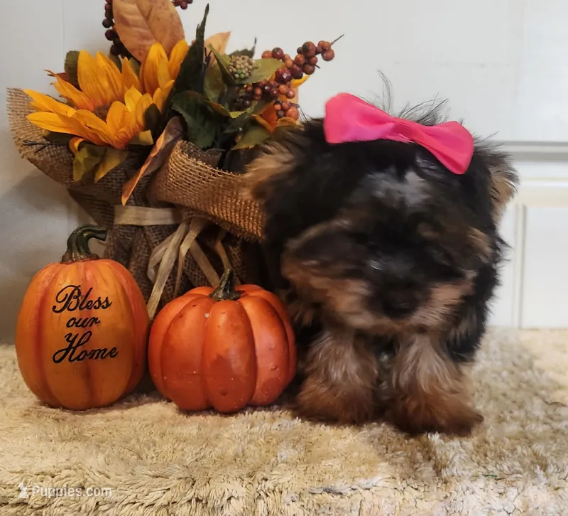 Jezzy – Morkie puppy for sale in Lawton, OK