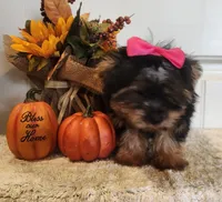 Jezzy, a female Morkie for sale in Lawton, OK – 1 of 5
