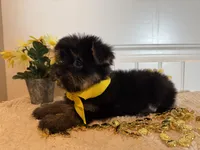 Markie, a male Morkie for sale in Lawton, OK – 4 of 9