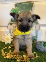 ACA Charme, a female Cairn Terrier for sale in Lawton, OK – Photo 2 of 5