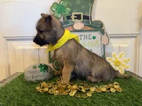 ACA Charme, a female Cairn Terrier for sale in Lawton, OK – Photo 5 of 5